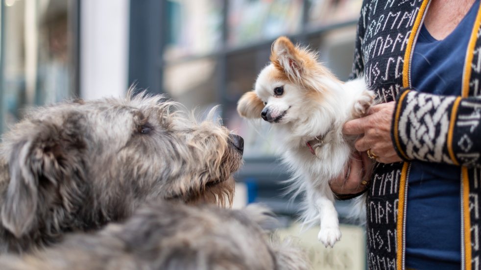 two dogs meetings